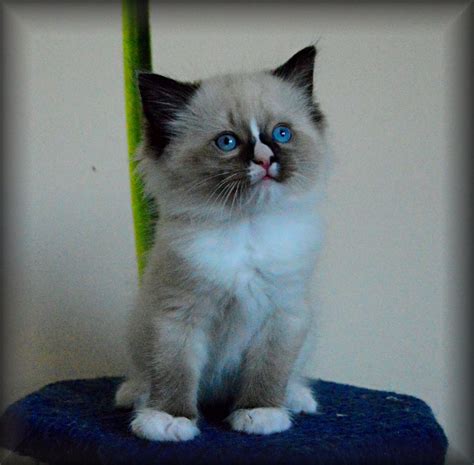 Our beautiful and loving babies come from european and traditional lines. AMAZING RAGDOLL KITTENS ..FOR SALE BOY & GIRL ...