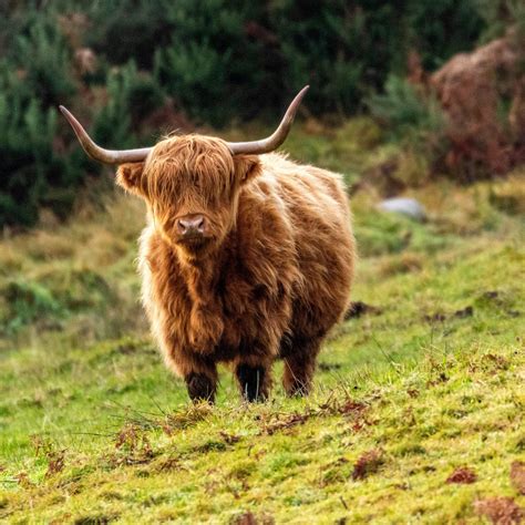 Meet The Highland Cattle Scotlands Majestic Cows And Bulls