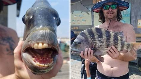 Unusual Fish With Human Like Teeth Caught Off North Carolina Coast