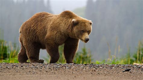 Brown Bears Lake Clark National Park And Preserve Us National Park