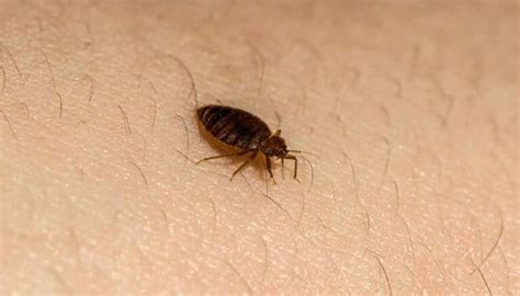 Heres Why Bed Bugs Come Out At Night 3 Reasons Revealed