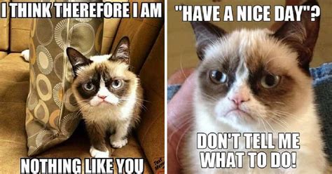 20 Funny Grumpy Cat Memes That Will Blow Your Mind Cats My Life