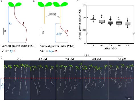 Frontiers Abscisic Acid Regulates The Root Growth Trajectory By