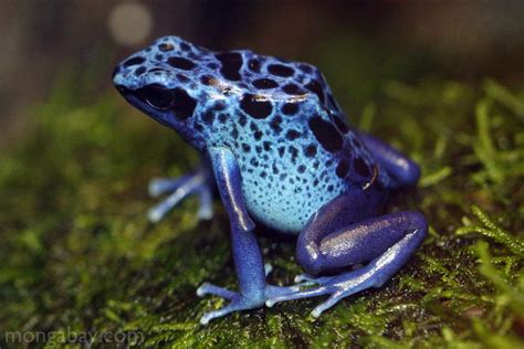 Rainforestfrogs Link Rainforest Frogs Slideshow Blue Arrow Poison