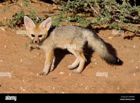 Cape Fox Pups Hi Res Stock Photography And Images Alamy