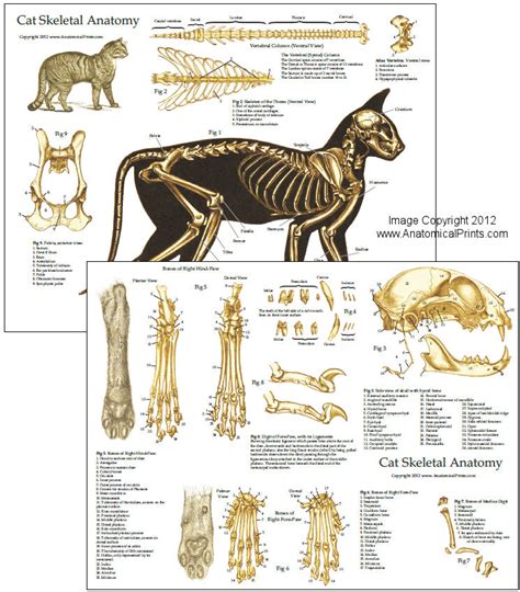 Anatomy Of Cat Paw