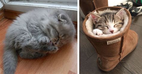 If you want to supplement your pet's dry. 22+ Sleepy Kittens Doing What They Do Best - Sleep | Bored ...