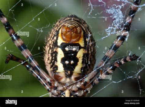 Spider Close Up On The Web Organ Spinneret Stock Photo Alamy