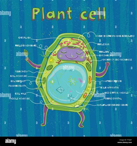 Vector Illustration Plant Cell Anatomy Structure Stoc