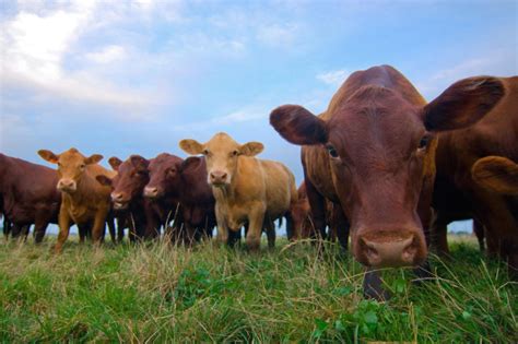 2 Giant Reasons To Consider Switching To Grass Fed Beef And How To