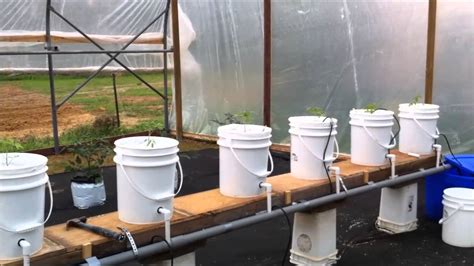 Dutch Bucket Greenhouse Hydroponics Update Youtube