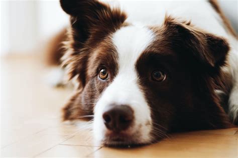 What Causes Diarrhea In Dogs When Boarding Pethelpful