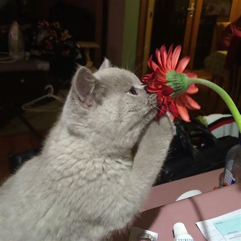 Animals Sniffing Flowers Is The Cutest Thing Ever 15 Pics Bored Panda