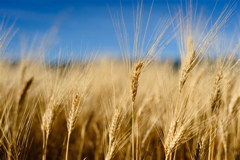 Lovely Wheat Field Flickr Photo Sharing