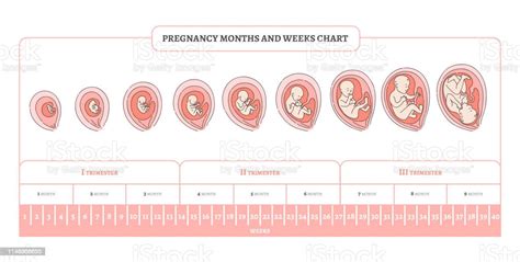 Gestation Stages Of Pregnancy