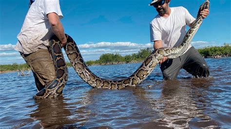 Heaviest Burmese Python Ever Captured In Florida Found In Everglades