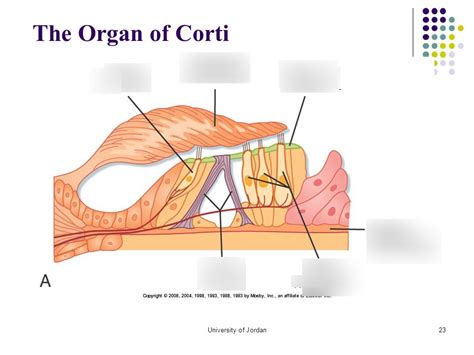 Organ Of Corti Anatomy Diagram Quizlet