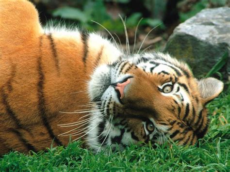 Amper Bae Tiger Animal