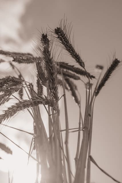 Nature Reed Plant Free Photo On Pixabay Pixabay