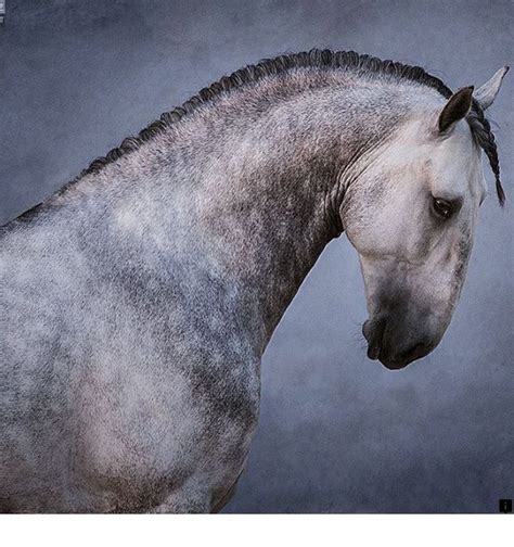 The Lusitano Also Known As The Pure Blood Lusitano Or Psl Puro Sangue