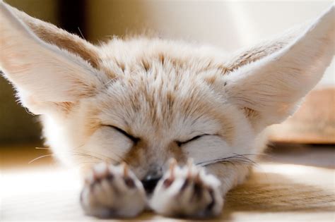 Fennec Fox Товары для животных Милые животные Дикие животные