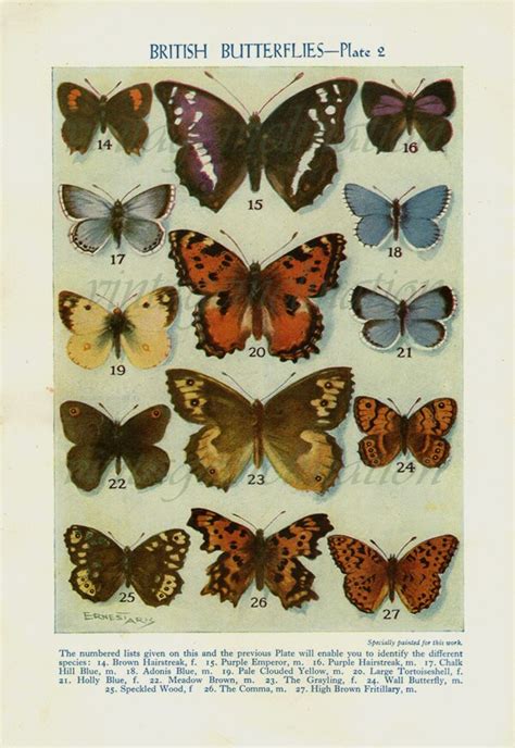 1950 Butterfly Prints Vintage Antique Book Plate Prints