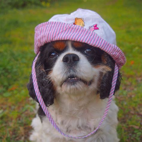 A Small Dog Wearing A Pink And White Hat On Top Of Its Head