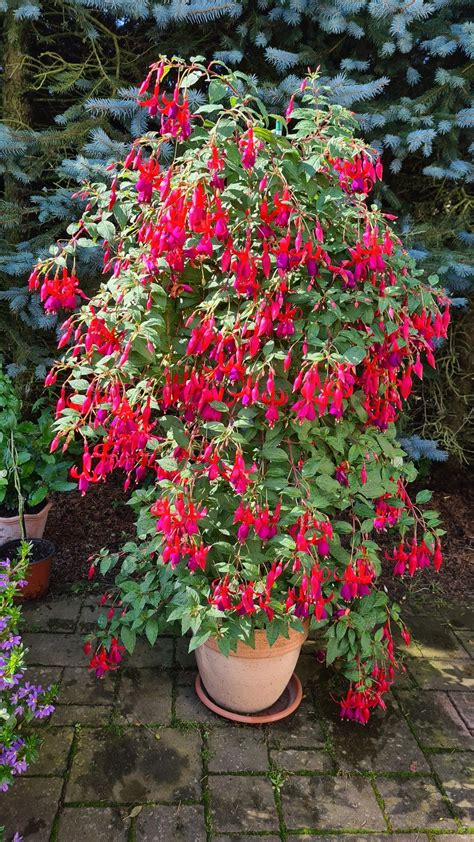 How To Grow Fuchsias Indoors Learn About Fuchsia Plant Care Indoors