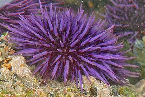 Sea Urchin Purple Sea Urchin Ocean Creatures Urchin
