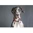 Great Dane Growth Chart With Pictures  PawLeaks