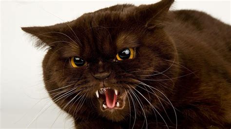 Angry Cat Hd Desktop Wallpaper Widescreen High Definition Fullscreen