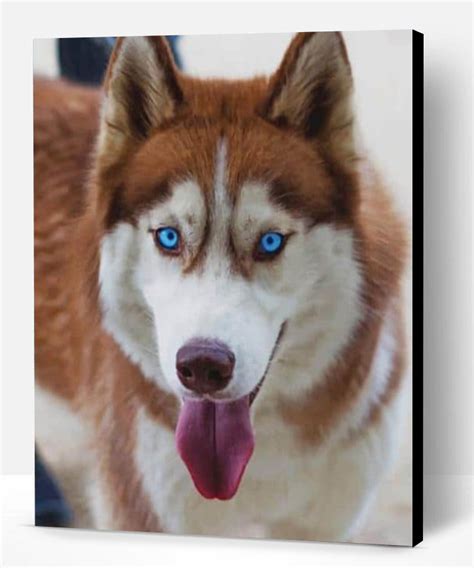 Siberian Husky Paint By Numbers Paint By Numbers Pro