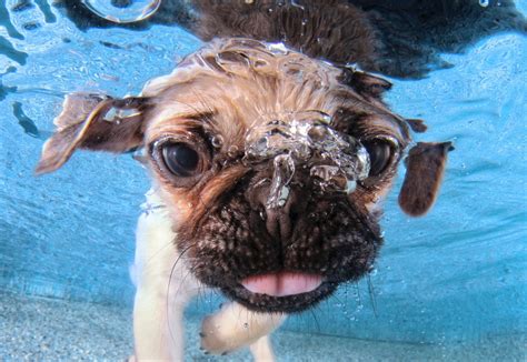 Csodás vízalatti fotók kölyök kutyákról! - A KUTYA a kedvencem - TheDog.hu