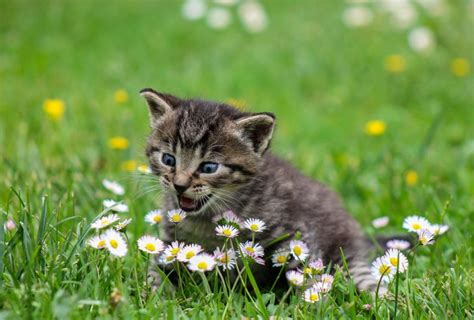 Train An Outdoor Cat To Stay Indoors Allivet Pet Care Blog