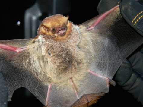 How Are Bats So Manoeuvrable During Flight Inside Ecology