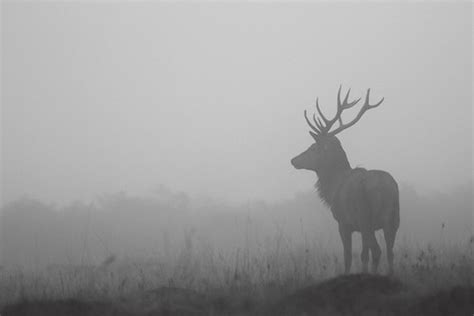 Red Deer Stag In The Mist It Was A Misty Old Morning In Ri Flickr