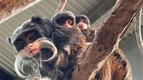 Two Baby Emperor Tamarin Monkeys Born At Dallas Zoo Nbc 5 Dallas Fort