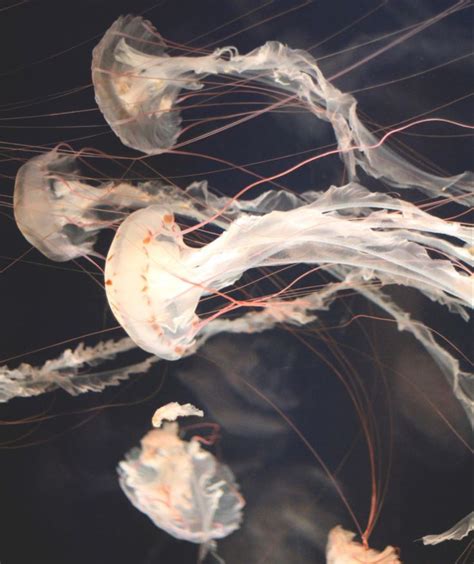 Pin By ♰ On Beigebrown Jellyfish Pretty Pictures Aesthetic