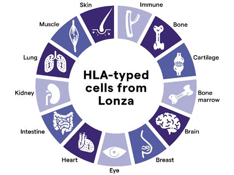 Hla Typed Cells Lonza