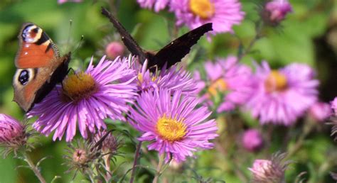 Schmetterlingsgarten - diese Pflanzen liefern Nektar und Futter für die