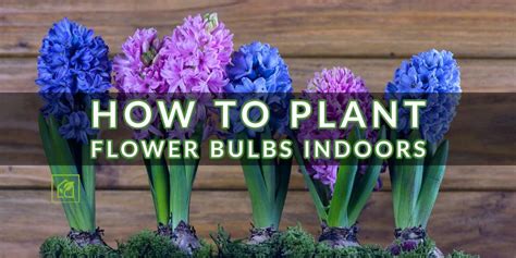 How To Plant Flower Bulbs Indoors Indoor Gardening