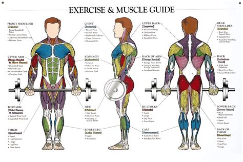 Human Anatomy Body Muscles Names Gym Full Body Muscle Names Chart