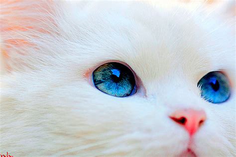 Blue Eyes Cat Cute Eyes Image 497516 On