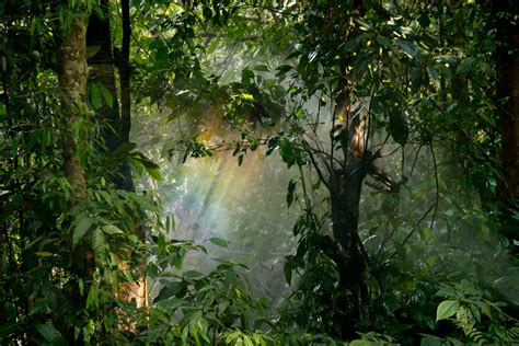 Rain Forest Photos Download The Best Free Rain Forest Stock Photos