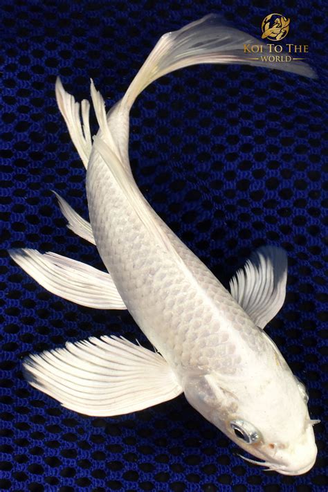 Platinum Koi Fish