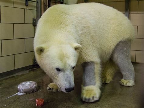 Polar Bears Have Black Skin And Clear Hollow Fur Their Clear Fur