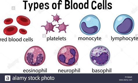 Types Of Blood Cells Illustration Stock Vector Image And Art