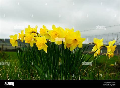 Daffodils With A Cloudy Sky And The South Downs Behind Stock Photo Alamy