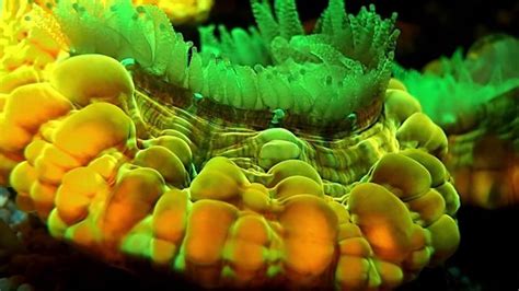 23 Fluorescent Coral Reefs Under Uv Light Gallery