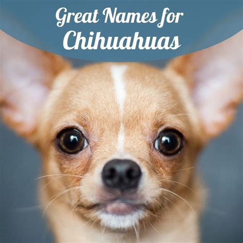 Top 100 Names For Chihuahuas Pethelpful